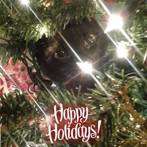 Meet your Posher, Penny